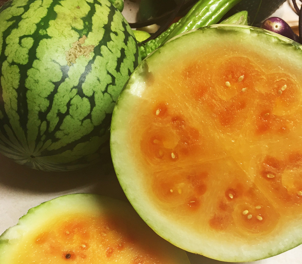 Orange crisp seedless watermelon seeds