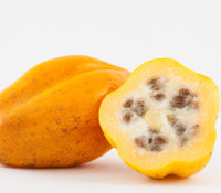 Carica pubescens cundinamarcensis - Mountain Papaya