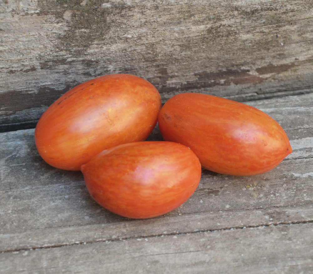 Copper Beauty Tomato Seeds