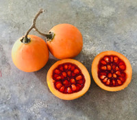 Solanum glaucescens - Cuatomate