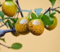 2+\u00a0Seeds in Frozen Seed Capsules\u2122 for Seed Saving or Planting Now\u00a0 Princess Persimmon Seeds Diospyros rhombifolia