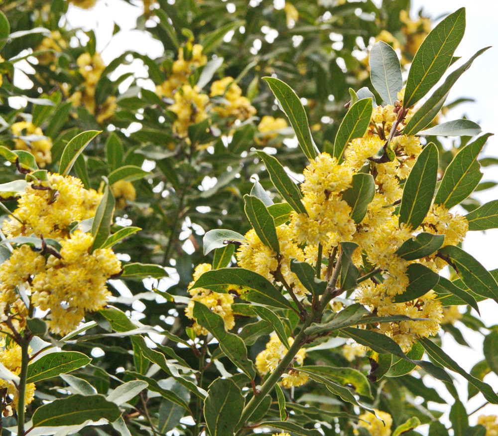 Laurus azorica - Azores Laurel - Seeds