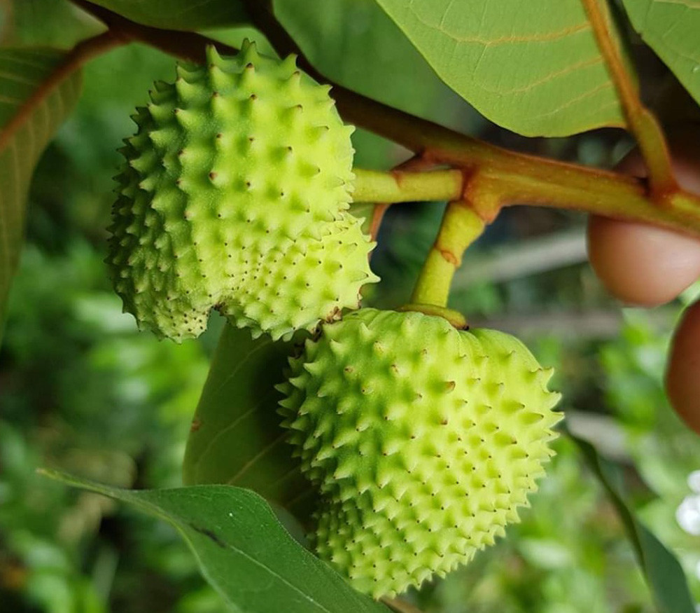 TÌNH YÊU CÂY CỎ - Page 18 Annona-paludosa2-x__38116.1569206894.1280.1280