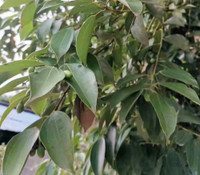 Cinnamomum subavenium - Padang Cassia