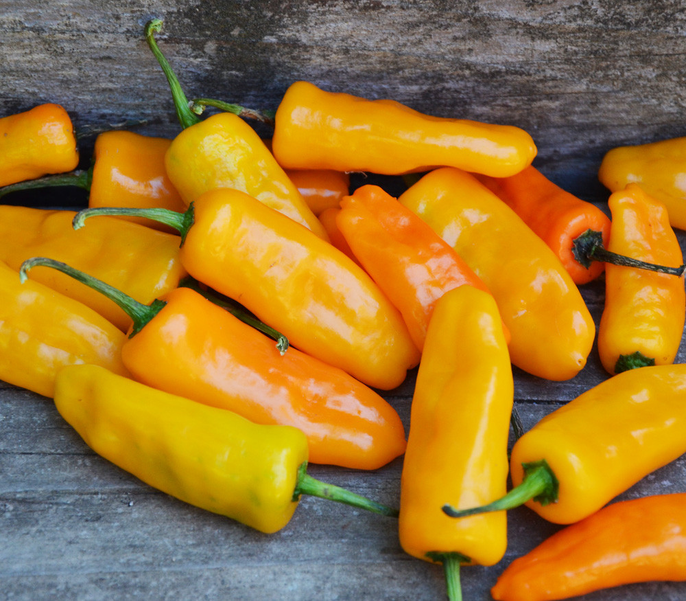 Datil Orange Pepper Seeds Datil Orange Pepper Seeds