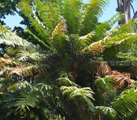Encephalartos hildebrandtii - Mombasa Cycad