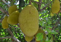 Artocarpus heterophyllus - Black Gold Jackfruit