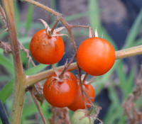 Copper Currant Tomato
