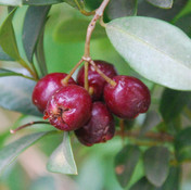 Syzygium paniculatum - Brush Cherry