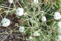 Lychnis coronaria - White Rose Campion