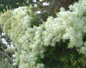 SNOW IN SUMMER SEEDS MELALEUCA LINARIIFOLIA FLOWERING TREE MASSES OF FLOWERS 