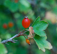 Ribes fasciculatum - Fragrant Currant