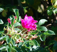 Rosa rugosa - Red Rugosa Rose