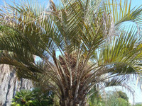 Butia eriospatha - Wooly Jelly Palm