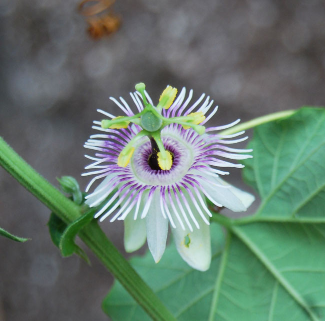 Passiflora morifolia Woodland Passion Flower Seeds