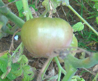 Blue Fruit Tomato