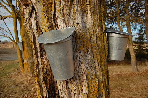 When Gold Flows from Trees: Making Maple Syrup