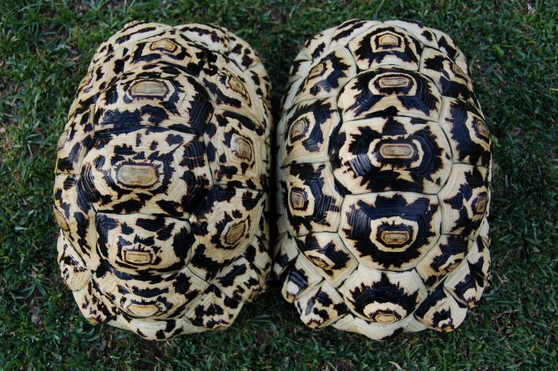 Leopard tortoises for sale