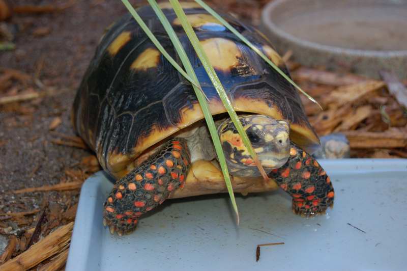 Redfoot tortoise for sale