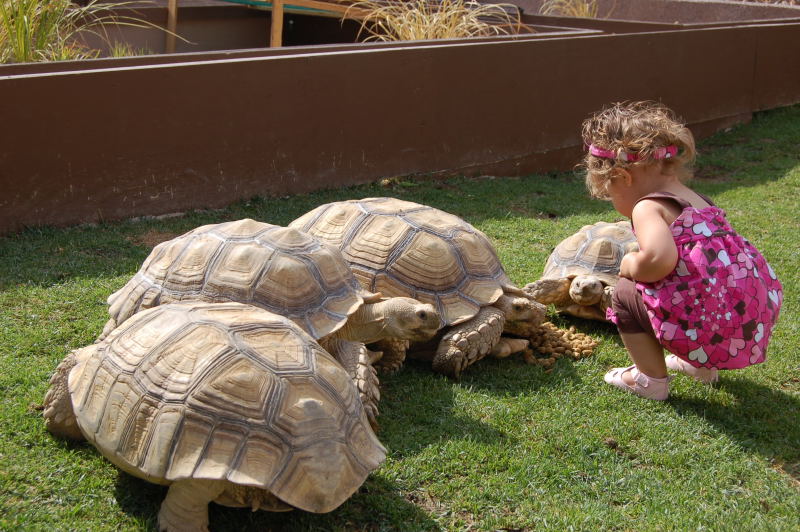 greek tortoise adult size