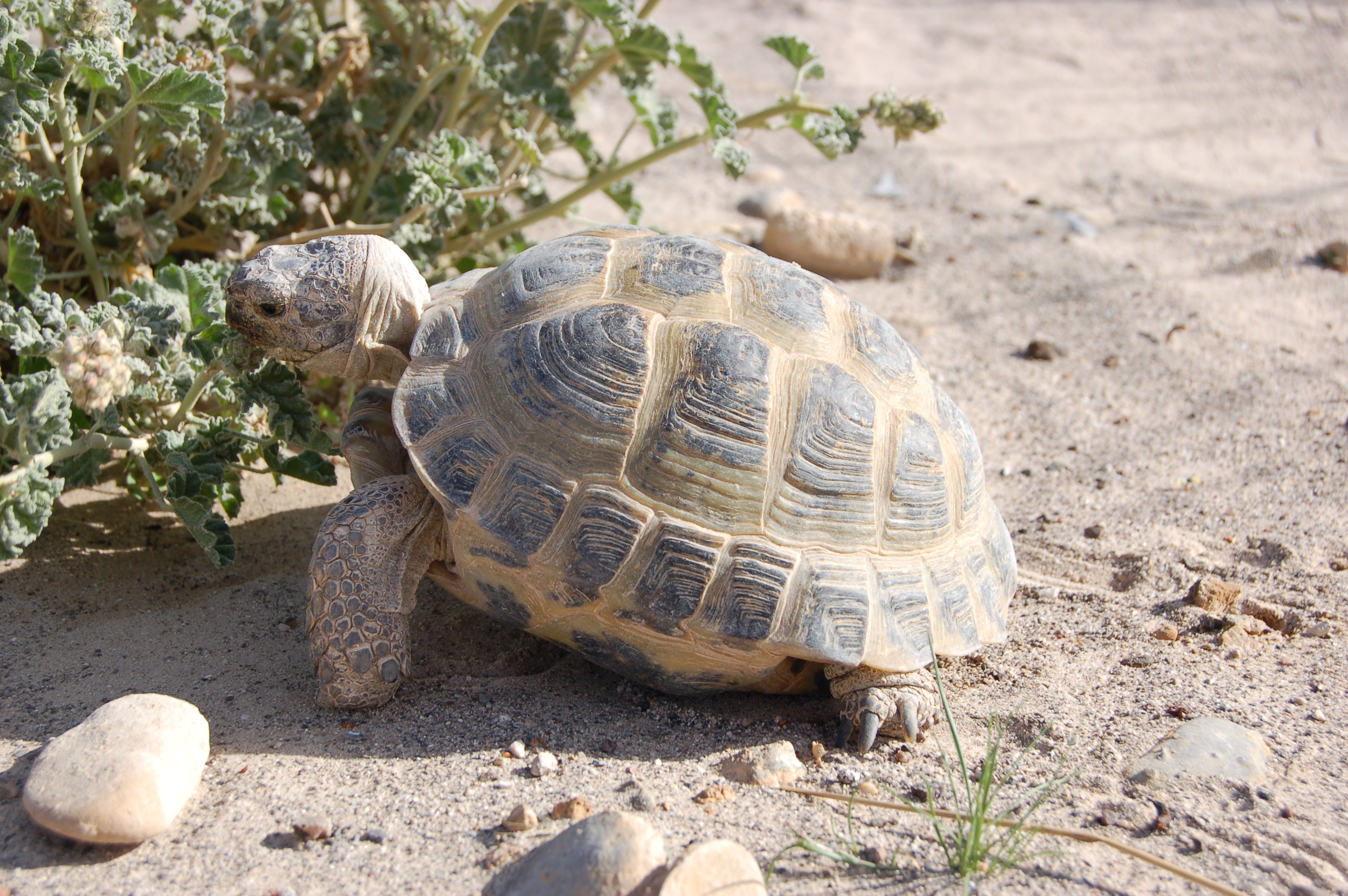 common pet tortoise
