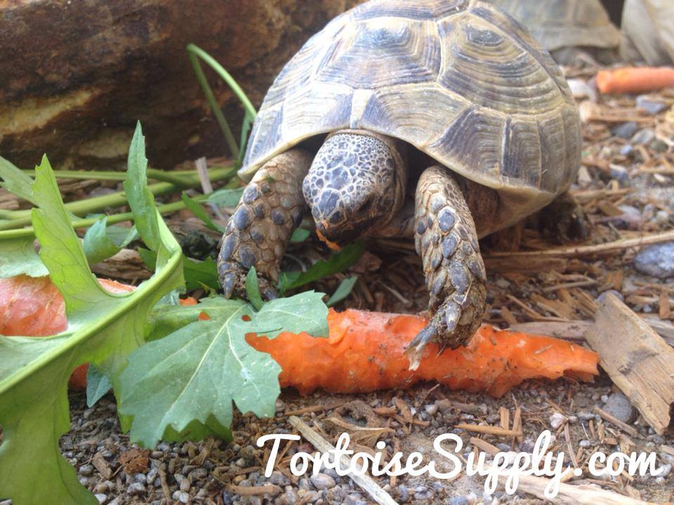 Tortoise supply hotsell