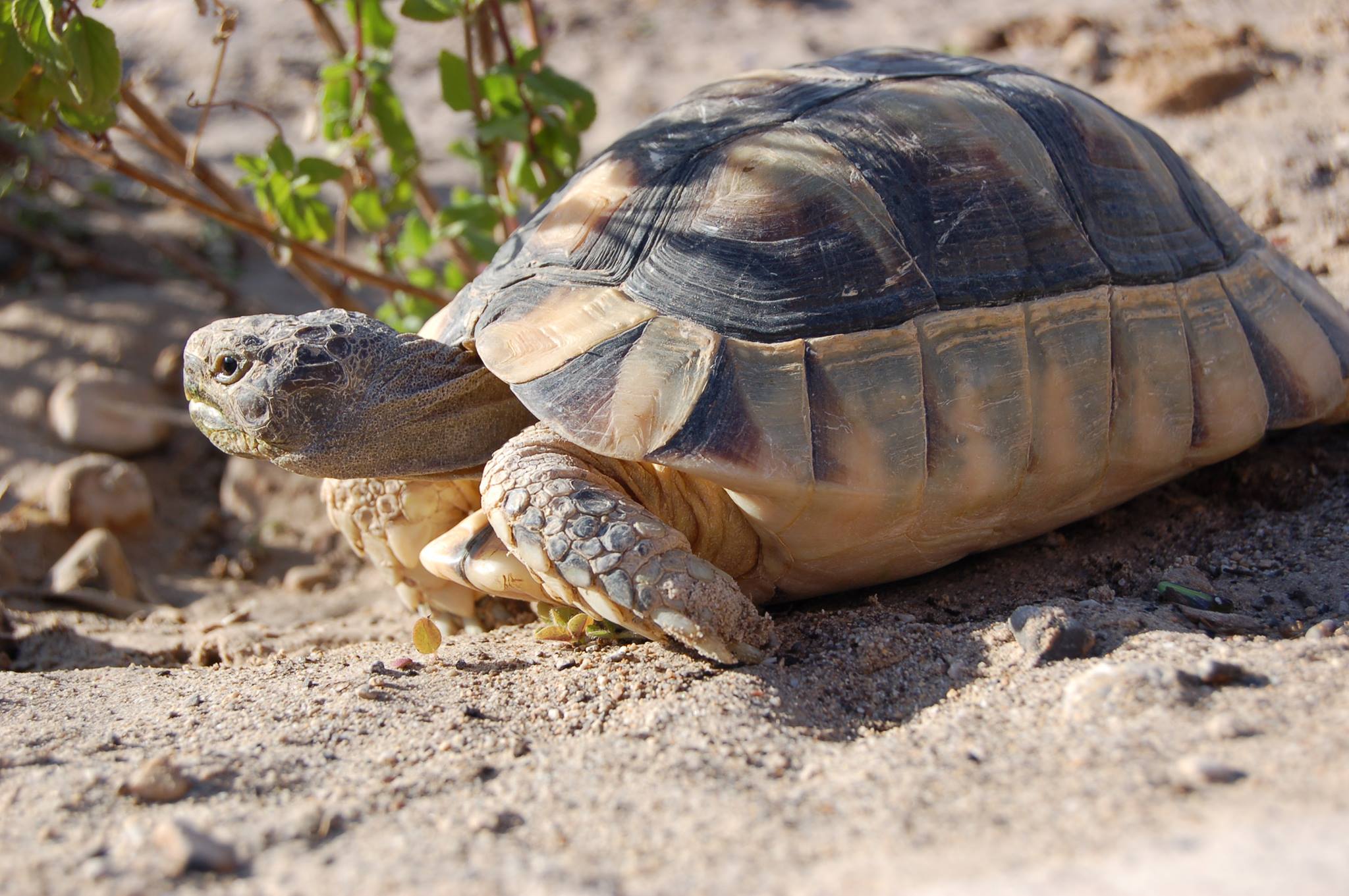 Marginated tortoise for sale online
