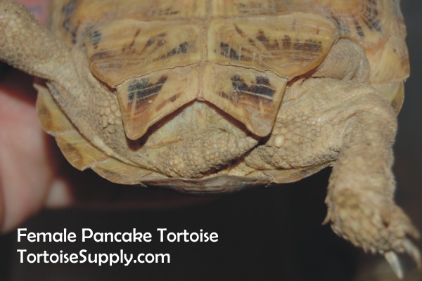 Sexing Your Tortoise | How To Determine The Sex Of Your Tortoise ...