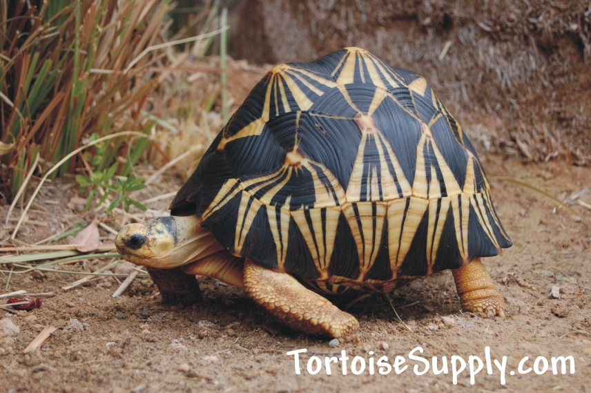 Radiated tortoise breeder