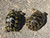 Adult Northern Ibera greek tortoises (typical of what I expect these babies to look like as adults)