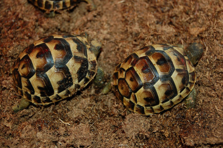 Ibera Greek tortoise for sale.