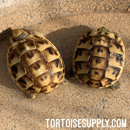 Baby golden greek tortoises.