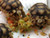 Baby marginated tortoises for sale