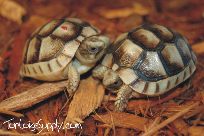 small tortoises for sale