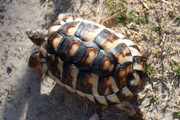 Juvenile Marginated Tortoise