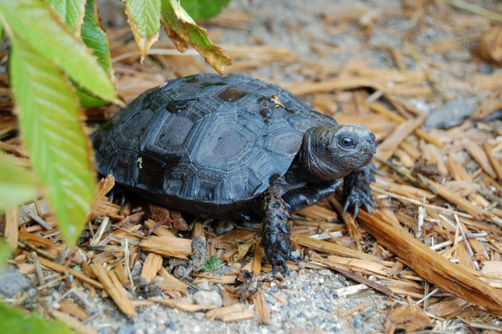 Burmese Black Mountain Tortoises For Sale