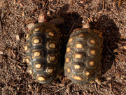 Young Adult Cherryhead Tortoise (Females)