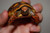 High color redfoot tortoise