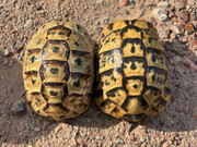 Lebanese Greek Tortoises (young adults)