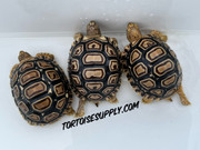 Big Baby Leopard Tortoise 2"+ (4+ month olds)