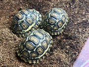 Big Baby Leopard Tortoise (6+ month olds)
