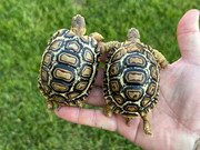 Big Baby Leopard Tortoise (6+ month olds)
