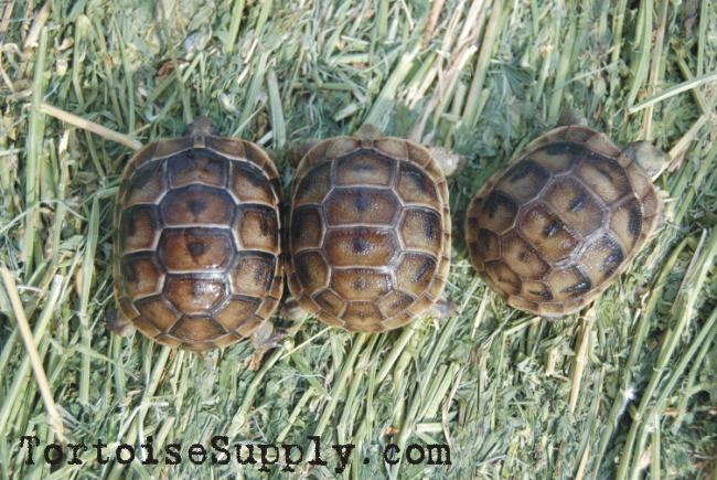 Baby Black Greek Tortoises For Sale
