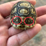 Baby Leopard Tortoise - Irregular Pattern
