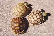 Baby Sulcata Tortoise Trio (Free Shipping!)