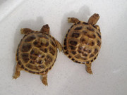 Baby Russian Tortoise - B Grade