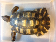 Marginated Tortoise - Adult Male
