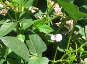 Seeds: Red Cowpeas - 7 oz. 