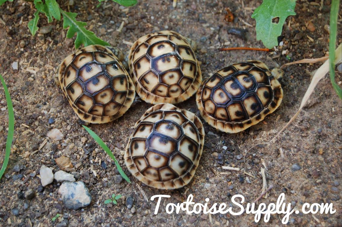Baby Libyan Greek Tortoises For Sale