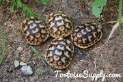 tortoise supply
